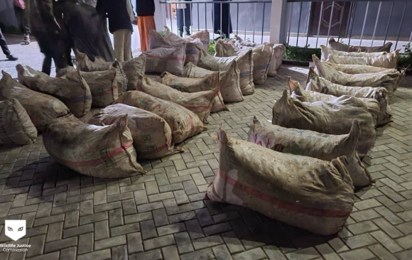Major wildlife trafficking disruption: Nigerian authorities seize 2.179 tonnes of pangolin scales and arrest key broker 
