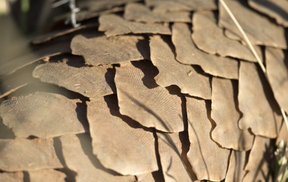 Suspected wildlife trafficking kingpin arrested in Nigeria following joint WJC-NCS operation